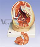 Female Pelvis, 2-Part